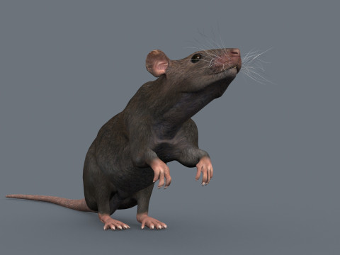 Top Rat - 8k - 3D アニメーション マウス 3Dモデル