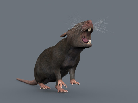 Top Rat - 8k - 3D アニメーション マウス 3Dモデル