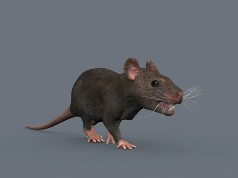 Top Rat - 8k - 3d animated mouse 3D Model