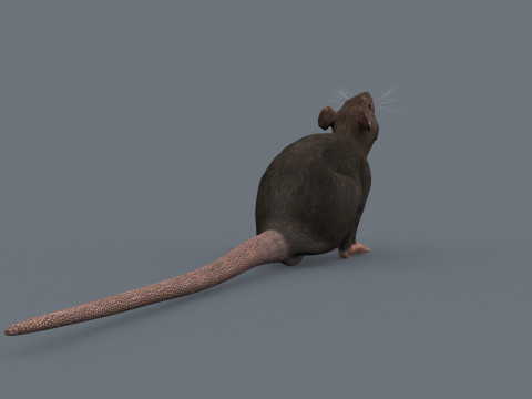 Top Rat - 8k - 3D アニメーション マウス 3Dモデル