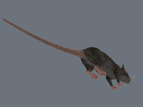 Top Rat - 8k - 3d animated mouse 3D Model