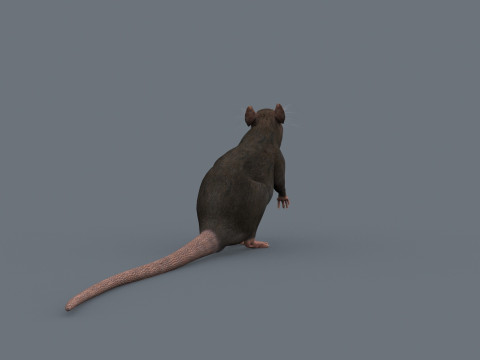 Top Rat - 8k - 3D アニメーション マウス 3Dモデル