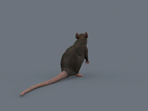 Top Rat - 8k - 3d animated mouse 3D Model