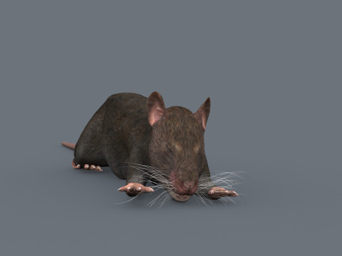 Top Rat - 8k - 3D アニメーション マウス 3Dモデル