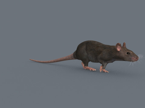 Top Rat - 8k - 3D アニメーション マウス 3Dモデル