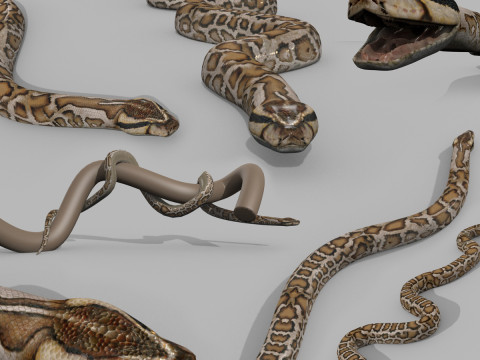 Serpiente Titanoboa pit&oacute;n birmana profesional - 8k - animaci&oacute;n 3d Modelo 3D