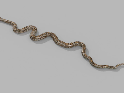 Pro Burmese Python Titanoboa Snake - 8k - 3d animated 3D Model