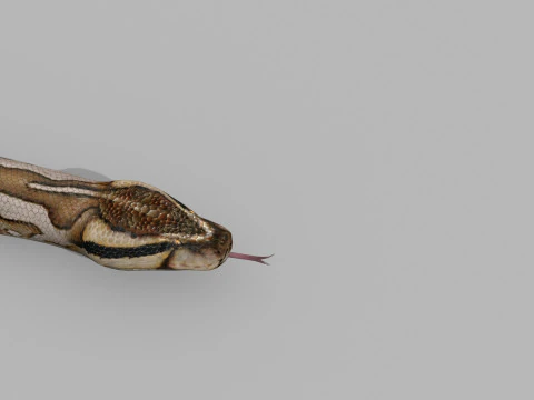 Pro Burmese Python Titanoboa Snake - 8k - 3d animated 3D Model