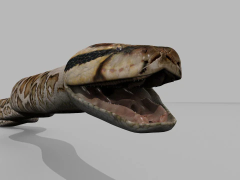 Pro Burmese Python Titanoboa Snake - 8k - 3d animated 3D Model