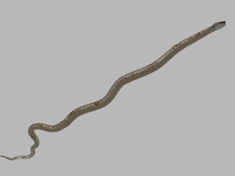 Pro Burmese Python Titanoboa Snake - 8k - 3d animated 3D Model