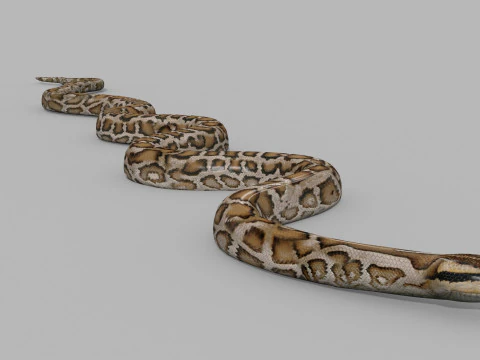 Pro Burmese Python Titanoboa Snake - 8k - 3d animated 3D Model