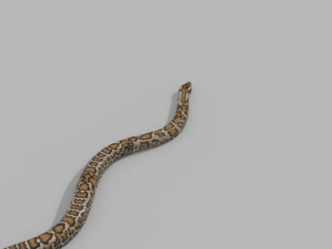 Pro Burmese Python Titanoboa Snake - 8k - 3d animated 3D Model