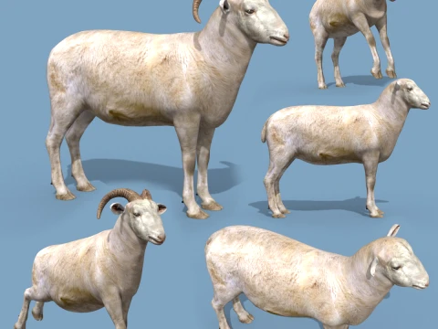 Top Carnero y Oveja 8K - Animaci&oacute;n 3D Modelo 3D