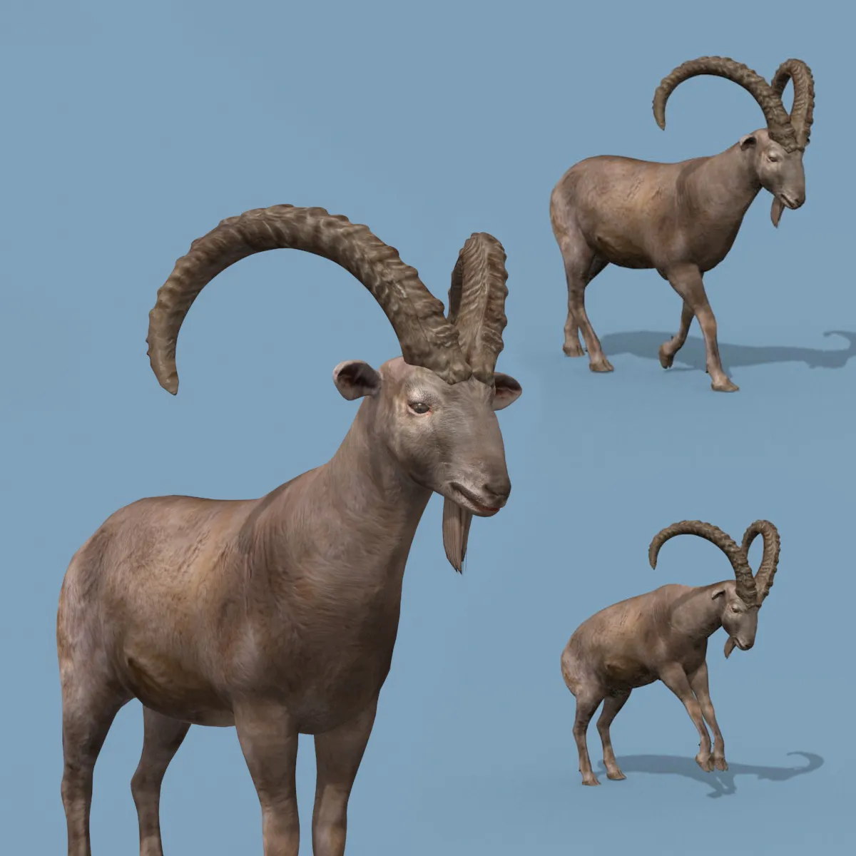 최고의 IBEX 8K - 3D 애니메이션 3D 모델 .c4d .max .obj .3ds .fbx .stl .blend