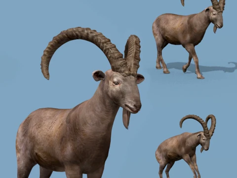 Top Steenbok 8K - 3D geanimeerd 3D Model