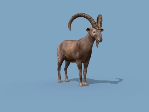 최고의 IBEX 8K - 3D 애니메이션 3D 모델