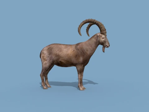 최고의 IBEX 8K - 3D 애니메이션 3D 모델
