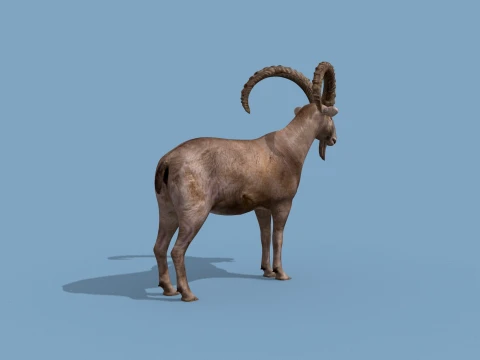 최고의 IBEX 8K - 3D 애니메이션 3D 모델