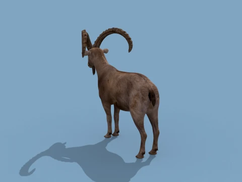 최고의 IBEX 8K - 3D 애니메이션 3D 모델
