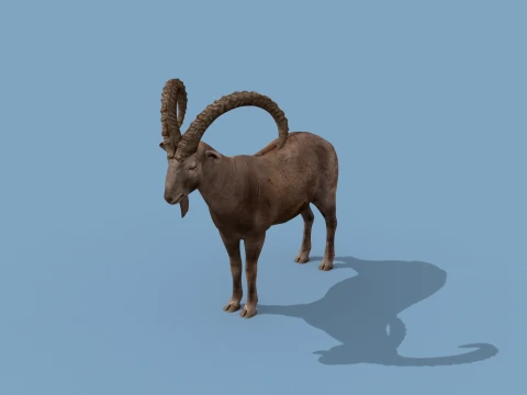 최고의 IBEX 8K - 3D 애니메이션 3D 모델