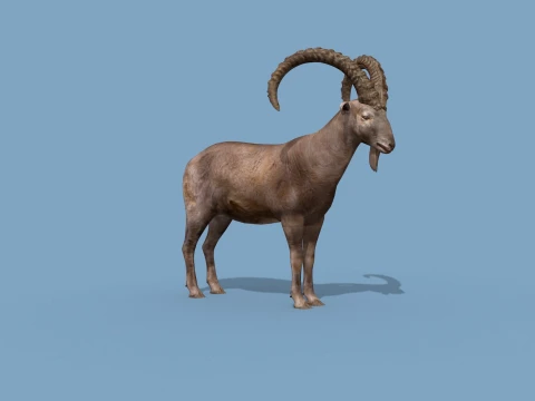 최고의 IBEX 8K - 3D 애니메이션 3D 모델