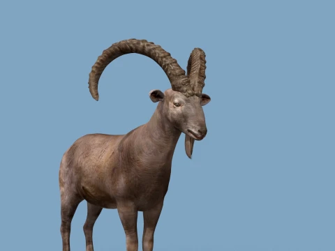 최고의 IBEX 8K - 3D 애니메이션 3D 모델