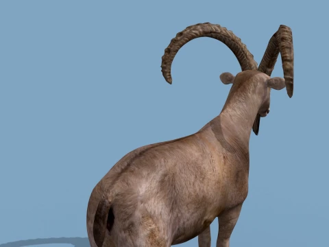 최고의 IBEX 8K - 3D 애니메이션 3D 모델