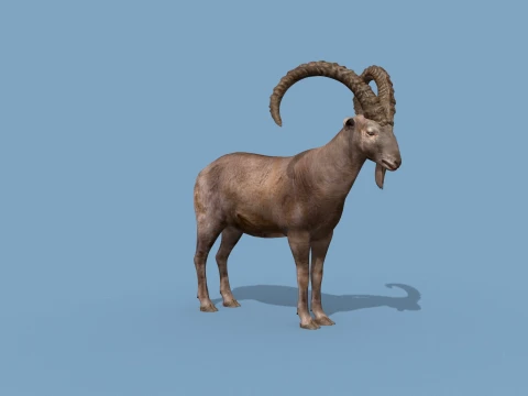 최고의 IBEX 8K - 3D 애니메이션 3D 모델