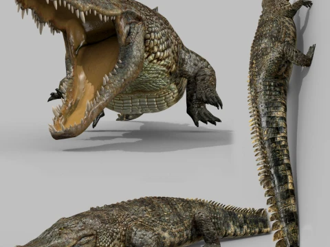 Top Croc PRO &ndash; 8K 3D-animiertes Krokodilmodell 3D Modell