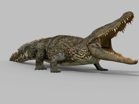 Top Croc PRO - 8K 3D Animated Crocodile Model 3D Model