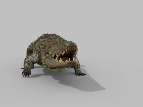 Top Croc PRO - 8K 3D Animated Crocodile Model 3D Model