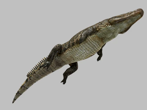 Top Croc PRO - 8K 3D Animated Crocodile Model 3D Model