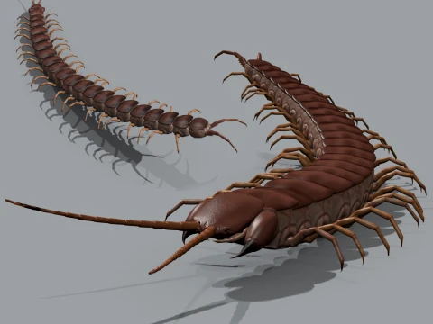 АНІМАЦІЙНА Scolopendra Gigantea 8K 3D Модель