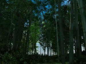 bamboebos 02 3D Model