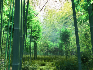 bamboo forest 03 3D Model
