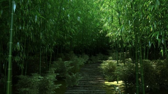 bamboo forest 04 3D 模型 .c4d .max .obj .3ds .fbx .stl .blend 