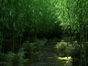 bamboo forest 04 Modelo 3D