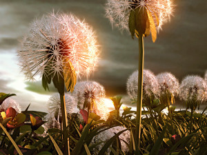 dandelion sence 01 3D Model