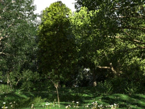 pemandangan hutan 18 Model 3D