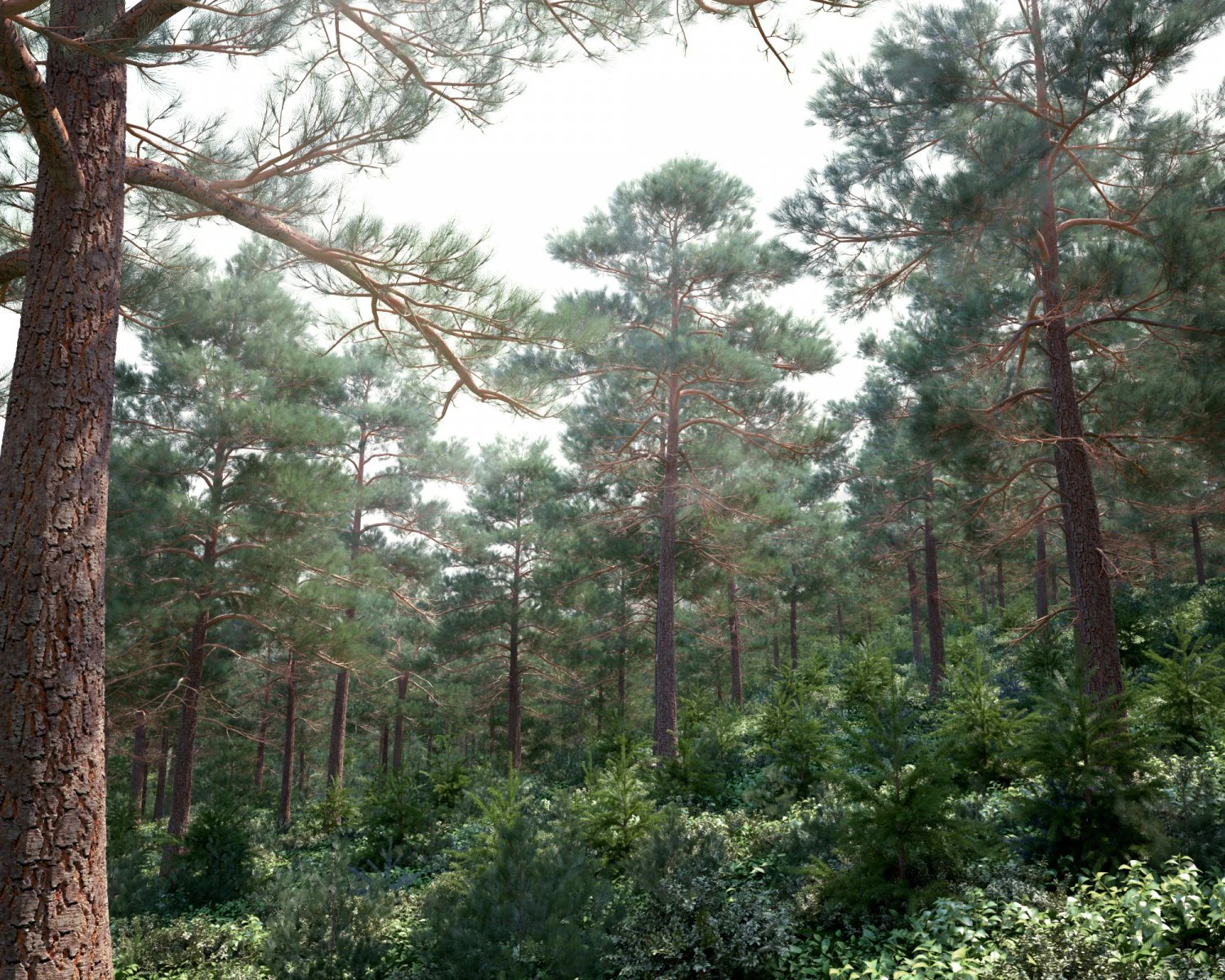 forest scene 20 3D Model .c4d .max .obj .3ds .fbx .stl .blend