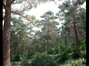 pemandangan hutan 20 Model 3D