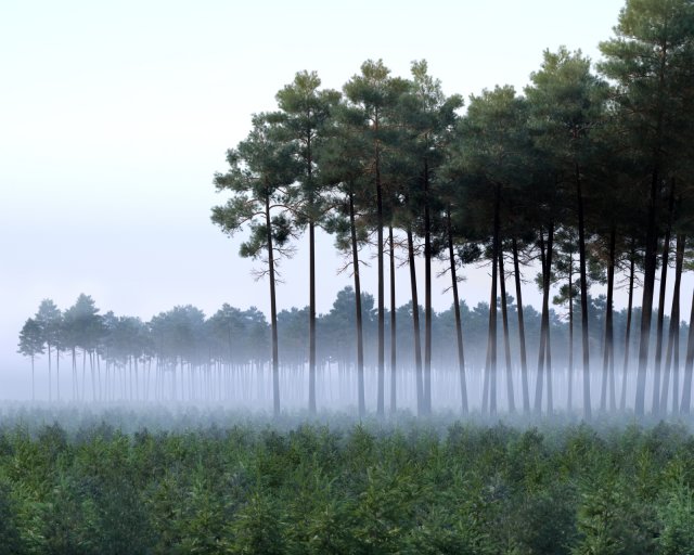 forest scene 21 Model 3D .c4d .max .obj .3ds .fbx .stl .blend 