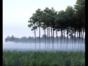 forest scene 21 Modello 3D