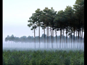 bosscène 21 3D Model