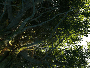 forest scene 26 3Dモデル