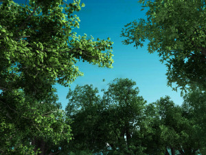 forest scene 29 3D 模型