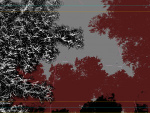 forest scene 29 Model 3D