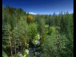 pemandangan hutan 2 Model 3D