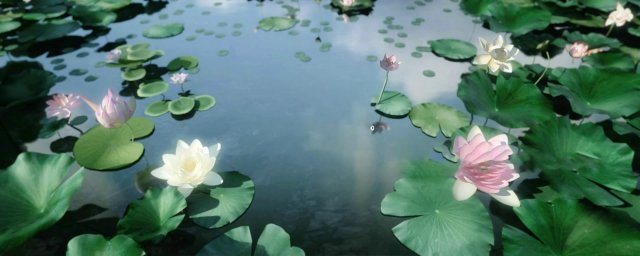 lotus 03 3D Model .c4d .max .obj .3ds .fbx .stl .blend 