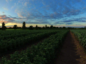 vegetable plantation 01 3D Model